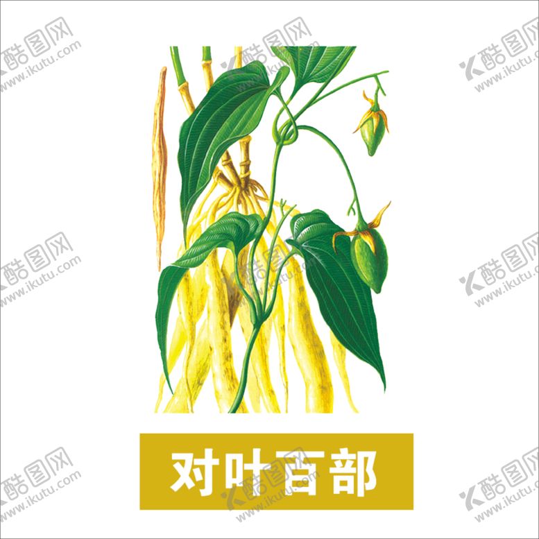 编号：27683604210047424617【酷图网】源文件下载-草本植物药材图片