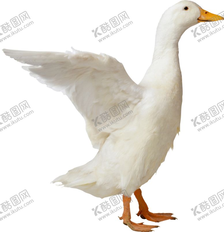 编号：93817004170057102572【酷图网】源文件下载-鸭子