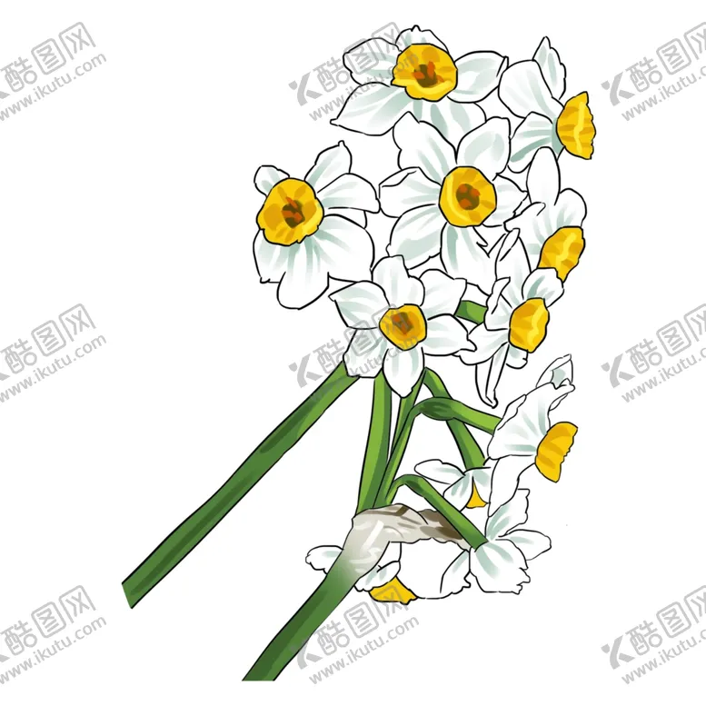 编号：12369404231945446254【酷图网】源文件下载-水仙花素材