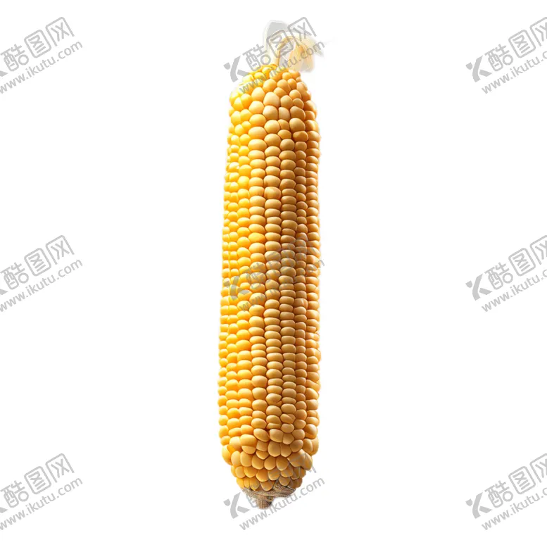 编号：78440202132228299184【酷图网】源文件下载-玉米图片