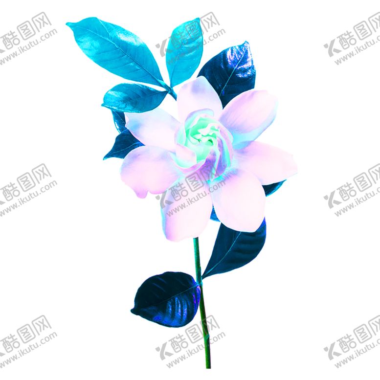 编号：86035006151520275386【酷图网】源文件下载-花素材