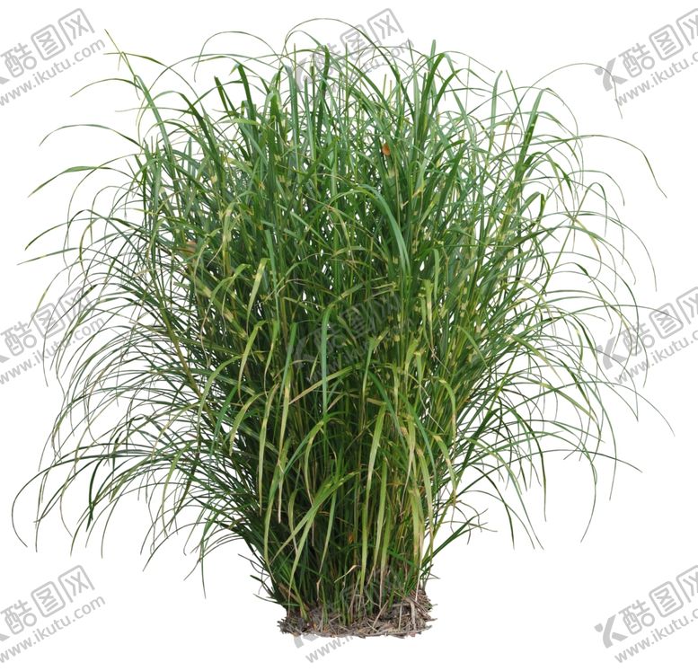 编号：16359709270329156698【酷图网】源文件下载-免扣植物素材图片