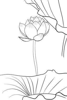 荷花