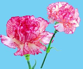 节日康乃馨