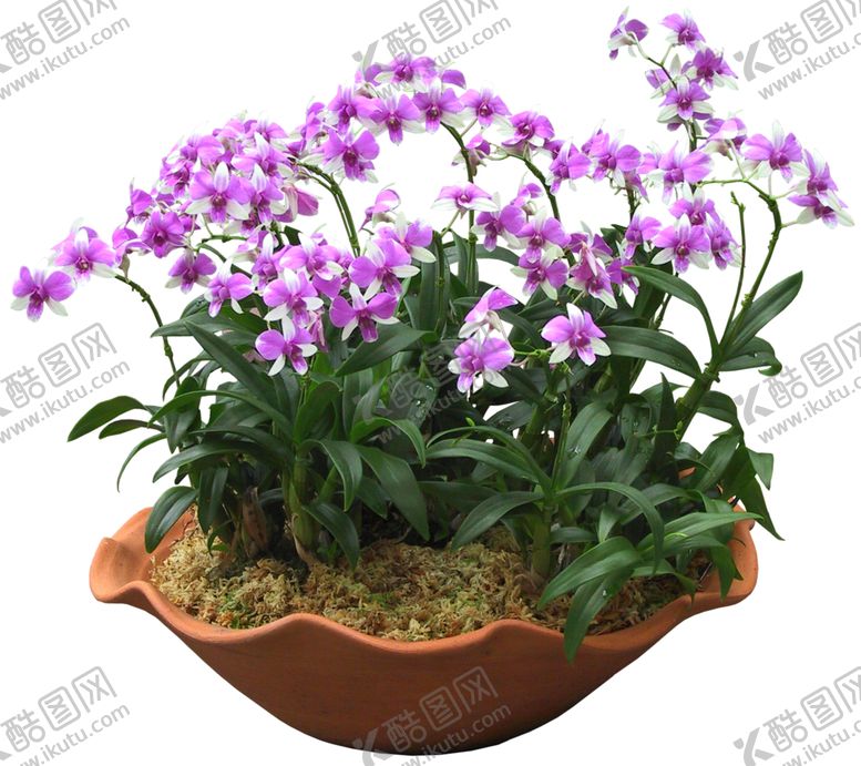 编号：44250409110324451992【酷图网】源文件下载-兰花