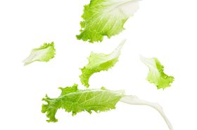 蔬菜
