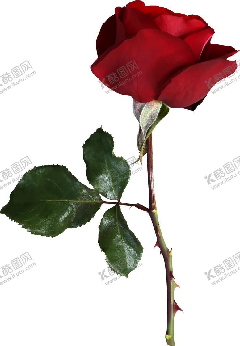 编号：68575712181620418034【酷图网】源文件下载-红玫瑰花