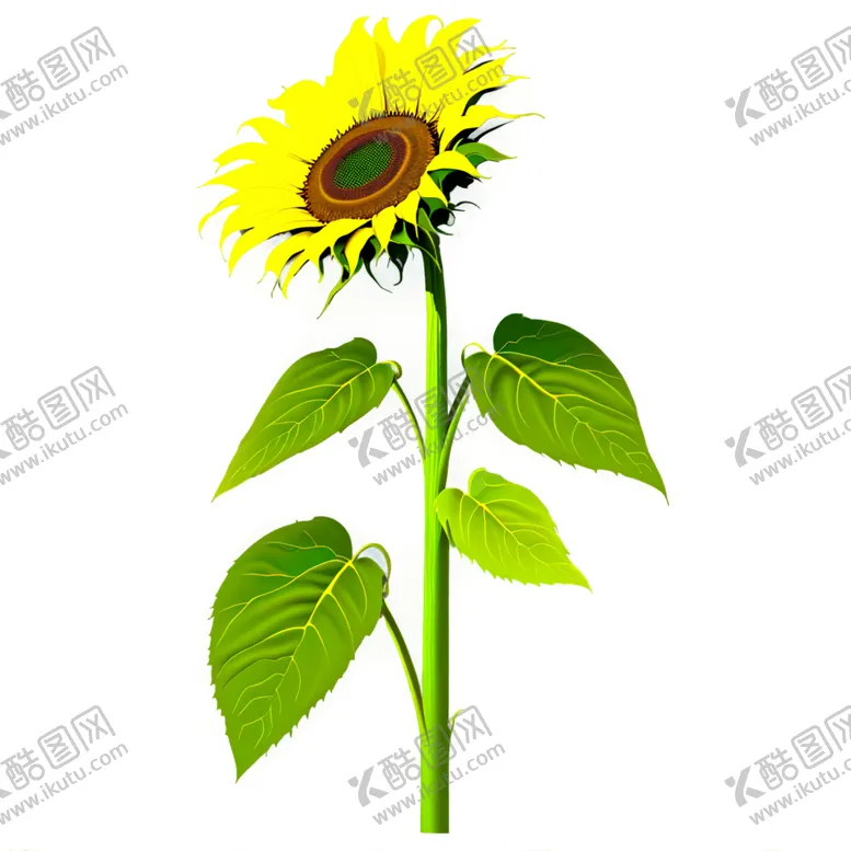 编号：71603702130642421889【酷图网】源文件下载-太阳花绘画透明背景