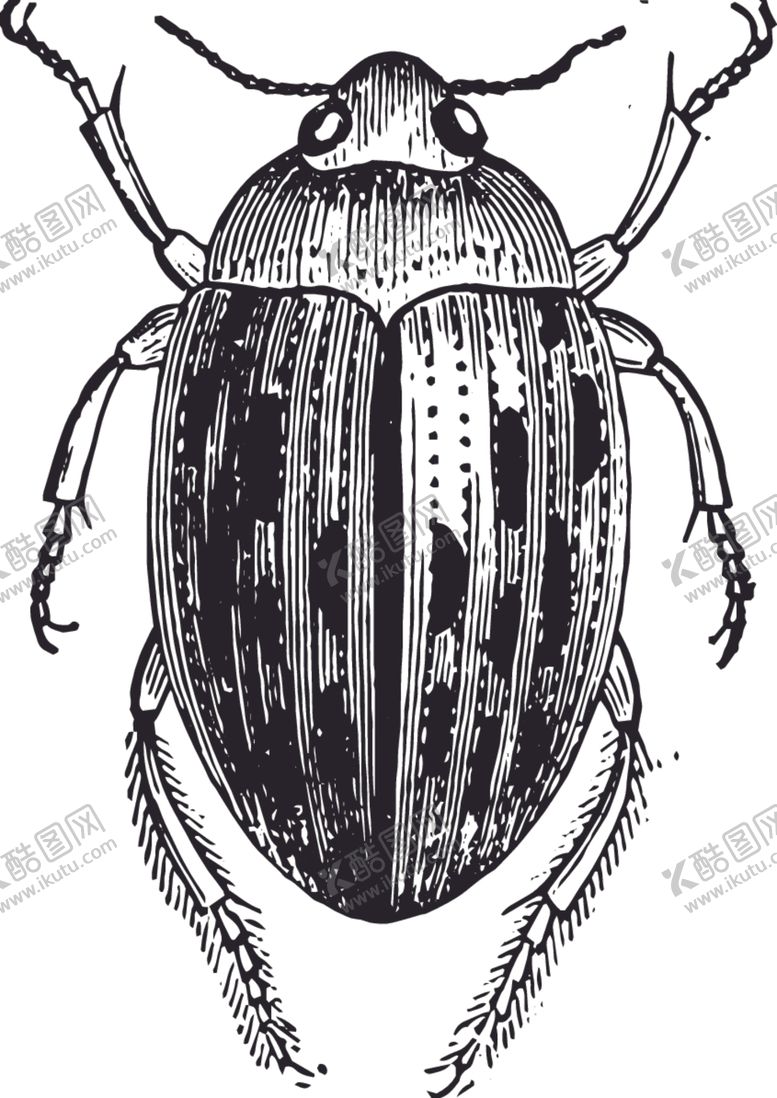 编号：23399909132005588353【酷图网】源文件下载-自然昆虫标本插画