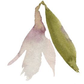花卉树叶