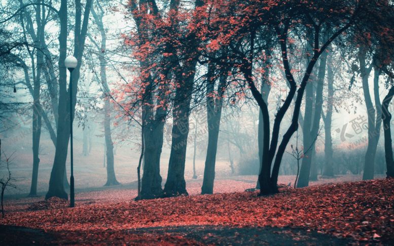 编号：28252809241755541942【酷图网】源文件下载-森林