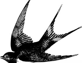 燕子矢量插图