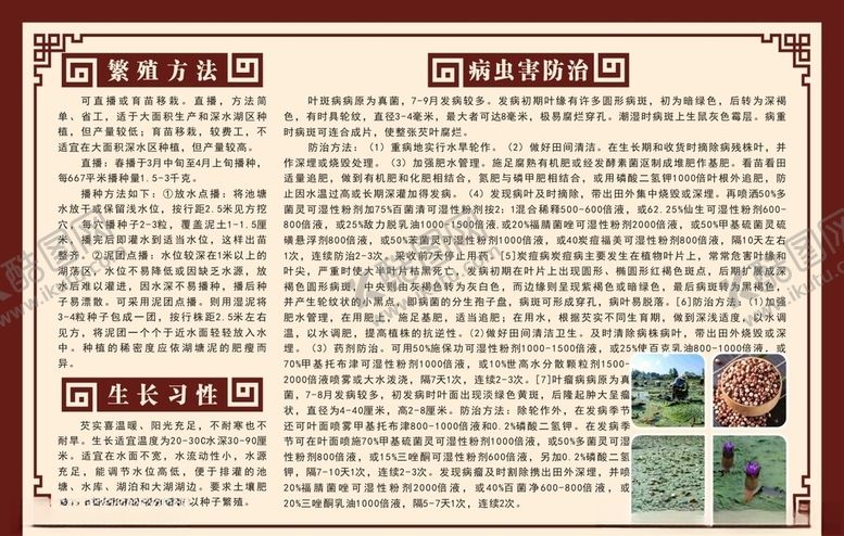 编号：35515910060516048064【酷图网】源文件下载-芡实海报