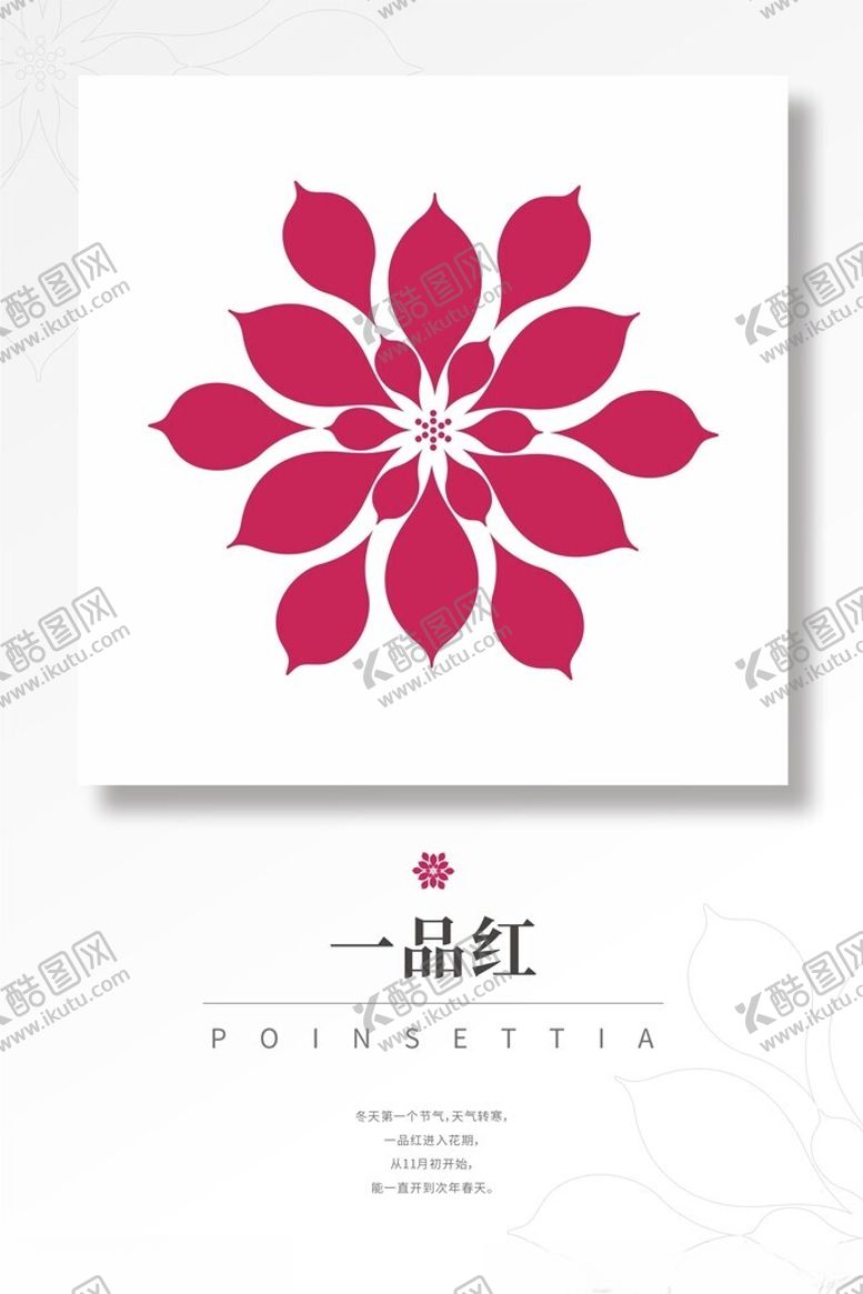 编号：13023002182318141694【酷图网】源文件下载-一品红