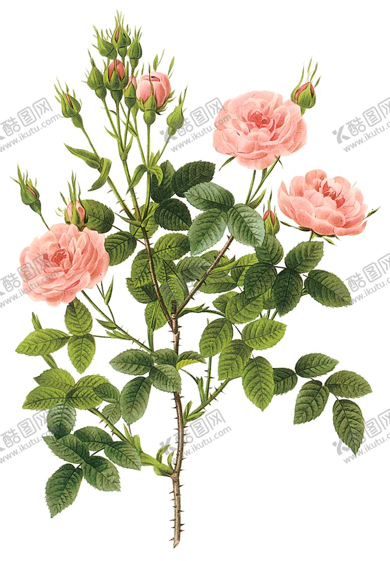 编号：31759509200815119338【酷图网】源文件下载-植物花卉油画装饰画