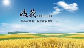 大米 稻谷 丰收