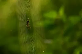 蜘蛛摄影生物世界网