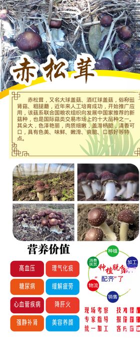 赤松茸展架