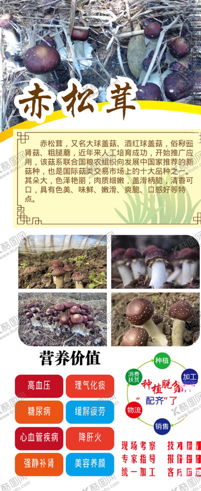 编号：54983205040927331402【酷图网】源文件下载-赤松茸展架