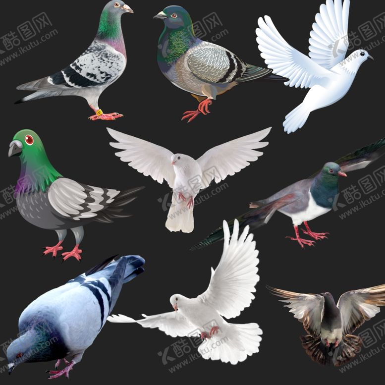 编号：86122609210427227400【酷图网】源文件下载-鸽子png免扣图片