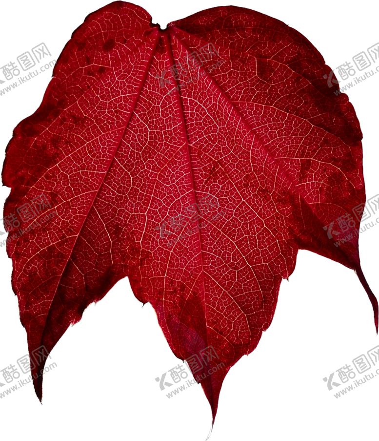 编号：44524609231057361645【酷图网】源文件下载-树叶