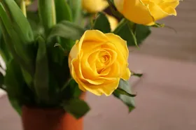 玫瑰摄影绽放花卉爱情花