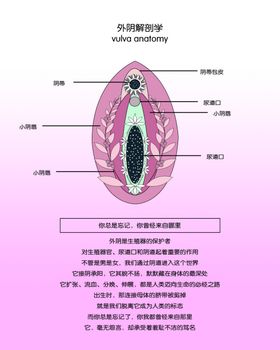 外阴解剖图