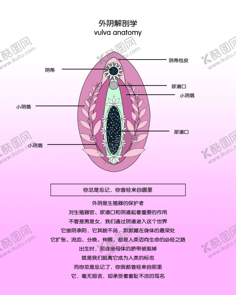 编号：47295902011208352939【酷图网】源文件下载-外阴解剖图