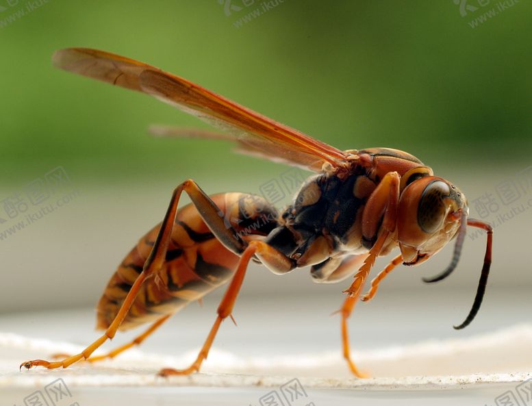 编号：96242309202250444284【酷图网】源文件下载-昆虫