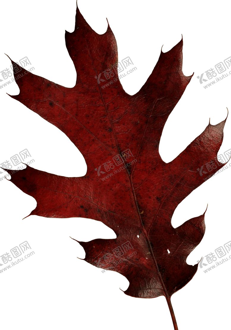 编号：86217806171115154656【酷图网】源文件下载-金黄色树叶