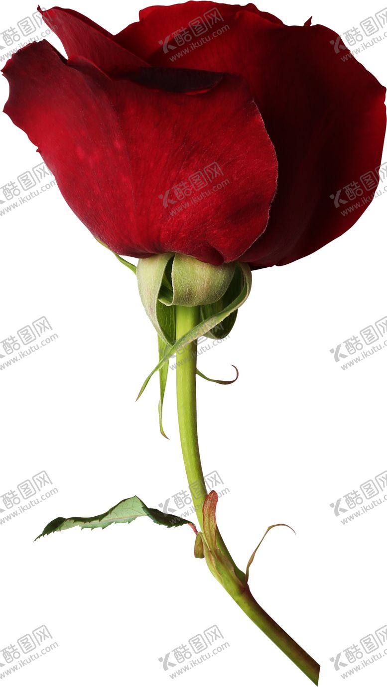 编号：62438812182115347111【酷图网】源文件下载-红玫瑰花