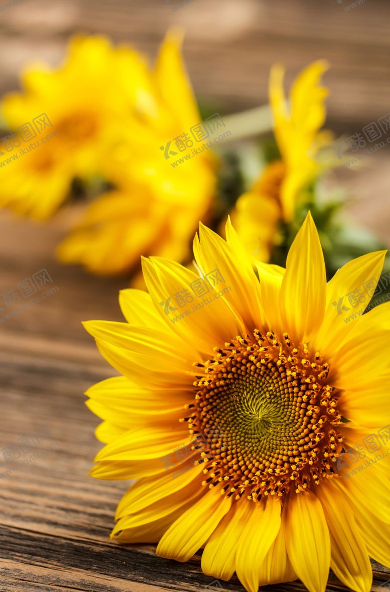 编号：87002310081247134149【酷图网】源文件下载-向日葵