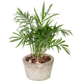 绿色植物家居装饰背景合成素材