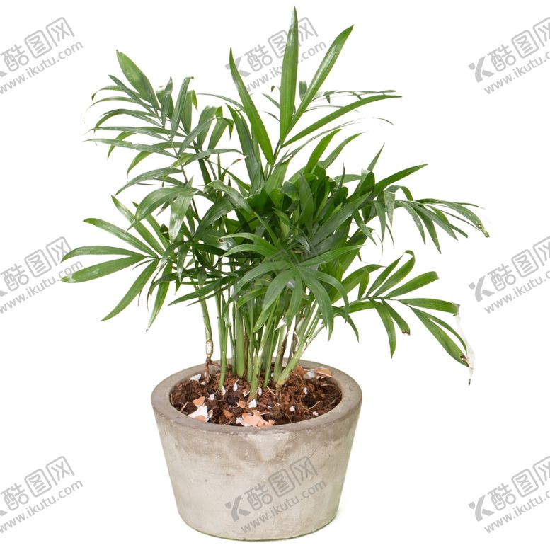 编号：77498507140141109020【酷图网】源文件下载-绿色植物家居装饰背景合成素材
