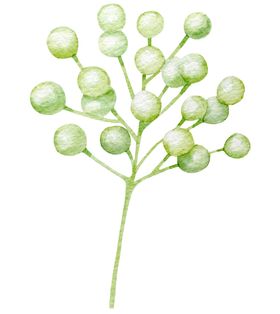 手绘植物