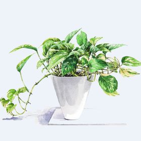 png格式植物花卉手绘素材卡通盆栽草插画
