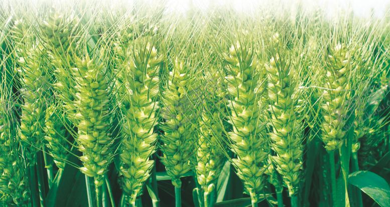 编号：93328109261448149657【酷图网】源文件下载-小麦