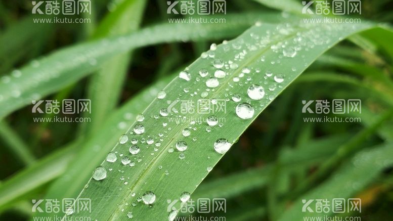 编号：65771111041417408015【酷图网】源文件下载-雨后的草