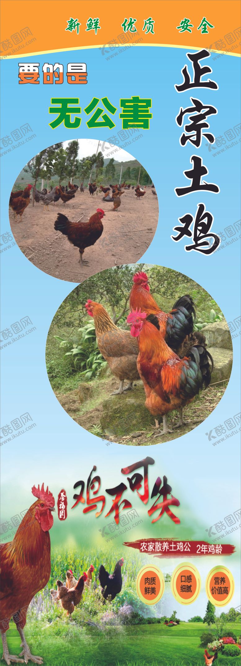 编号：44333409240724511255【酷图网】源文件下载-土鸡