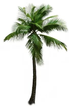 椰子树