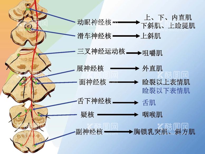 编号：51859112030837029850【酷图网】源文件下载-神经系统 