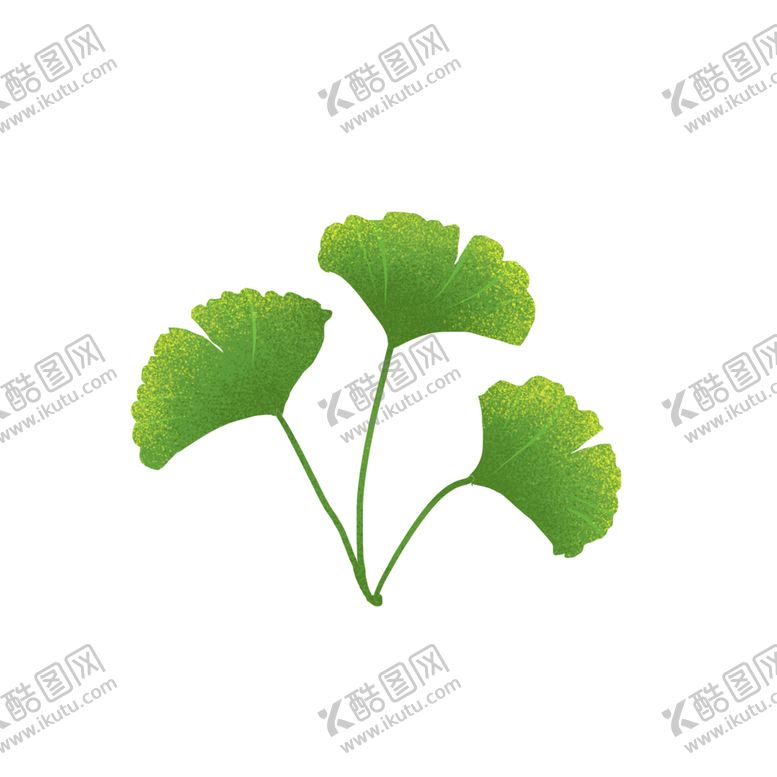 编号：43005409280215546439【酷图网】源文件下载-银杏叶