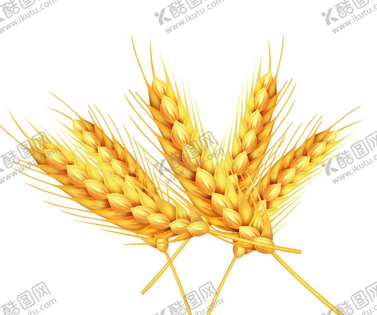 编号：70806206240931224870【酷图网】源文件下载-麦穗