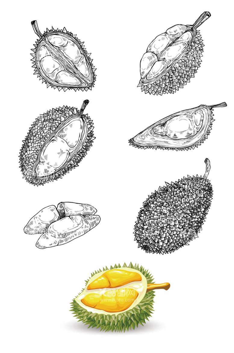 编号：86172611200927588615【酷图网】源文件下载-手绘榴莲
