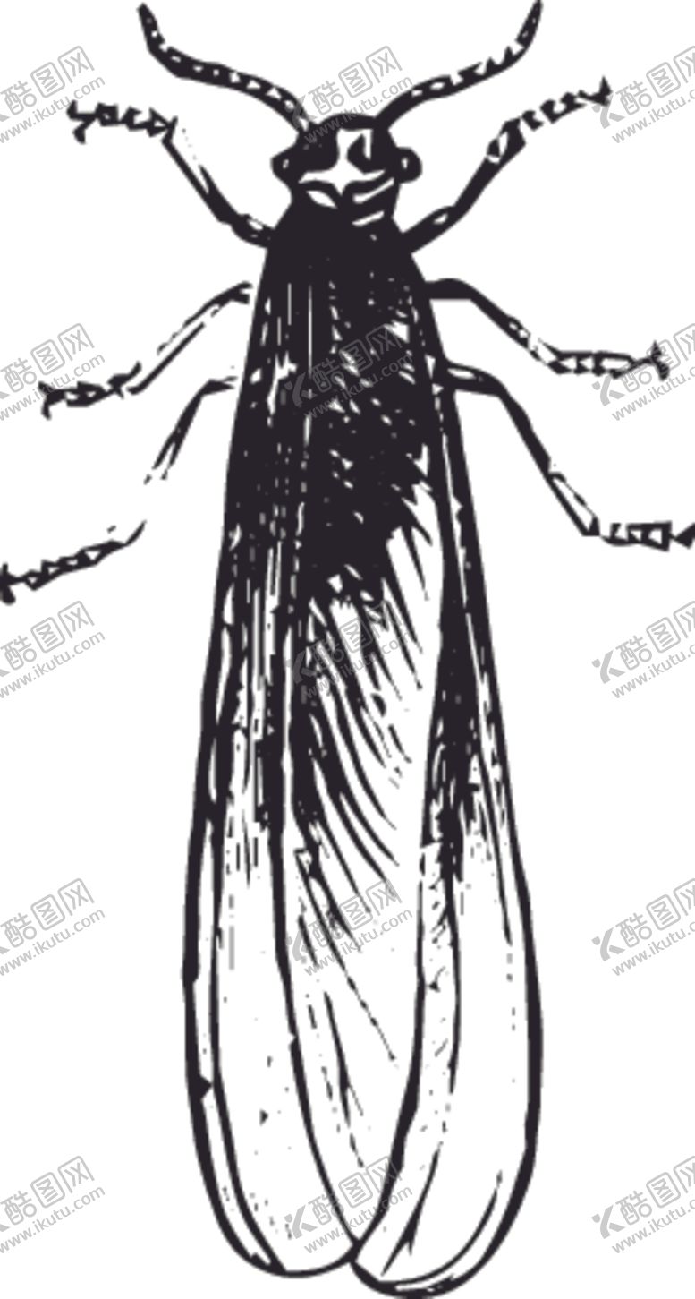 编号：65954009251009203107【酷图网】源文件下载-自然昆虫标本插画