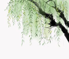 柳树