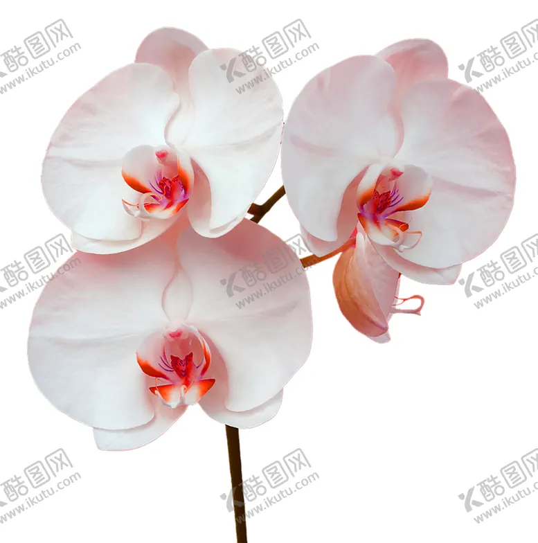 编号：48869907020756047032【酷图网】源文件下载-鲜花素材