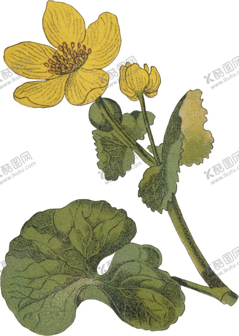 编号：75881505111242499515【酷图网】源文件下载-水彩插画