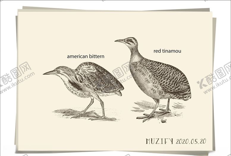 编号：96006311010418078418【酷图网】源文件下载-麻鳽鸟类手绘稿