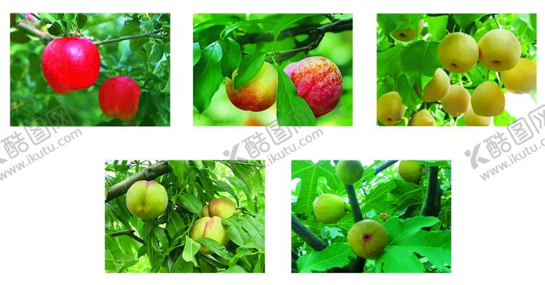 编号：29002609221757527266【酷图网】源文件下载-水果